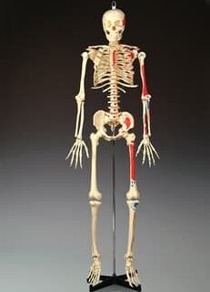 Full Body Skeleton with Stand