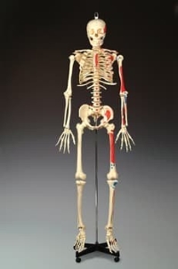 Painted Budget Bucky® Skeleton w/Rolling Base