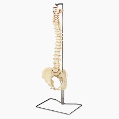 Vertebral Column w/Stand