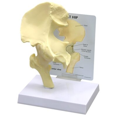 Basic Hip Model with Base