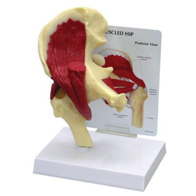Muscled Hip Model with Base