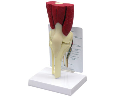 Muscled Knee Model with Base