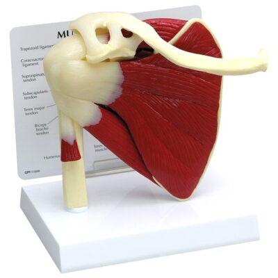 Muscled Shoulder Model with Base