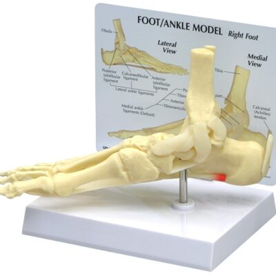 Basic Foot & Ankle Model with Base