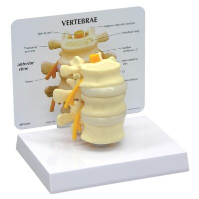 Basic Lumbar Vertebrae Model with Base