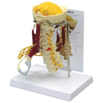 Deluxe Muscled Cervical Model with Base