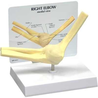 Basic Elbow Model with Base