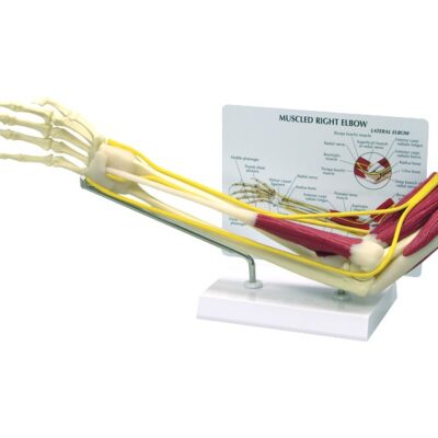 Muscled Elbow Model with Base
