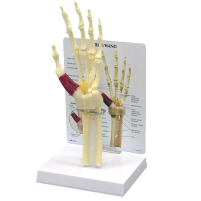 Hand and Wrist Model with Base