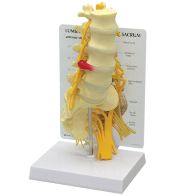 Basic Lumbar Vertebrae Model with Sacrum & Base