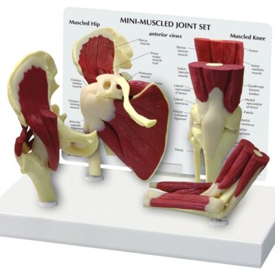 Mini Muscle Joint Set Model with Base