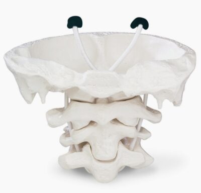 Giant Atlas & Axis Model without Base