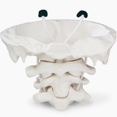 Giant Atlas & Axis Model without Base